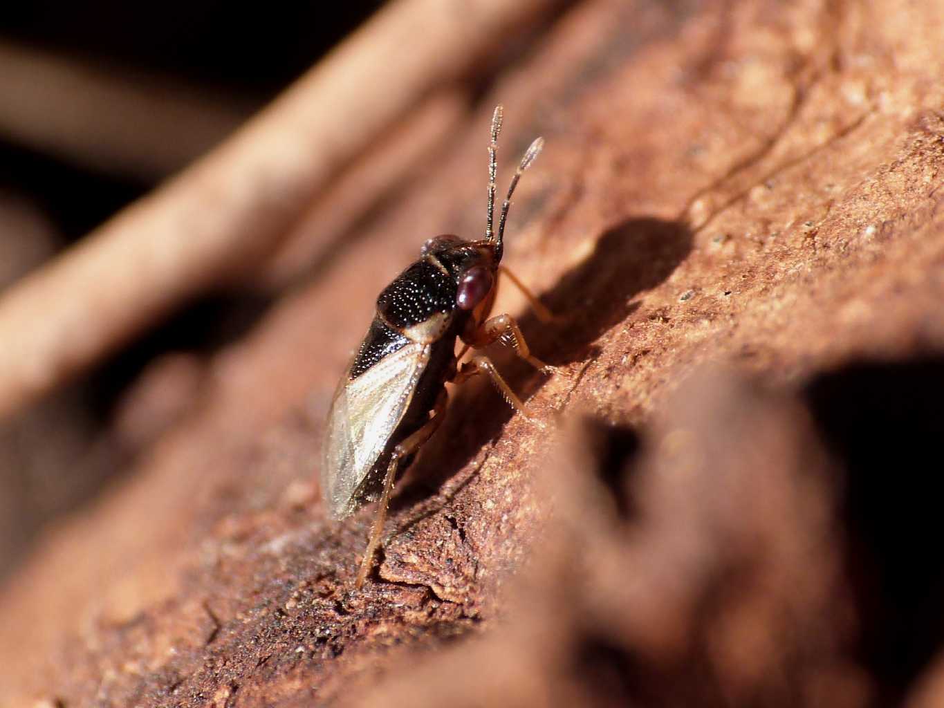 Lygaeidae: Geocoris pallidipennis del Lazio (RM)